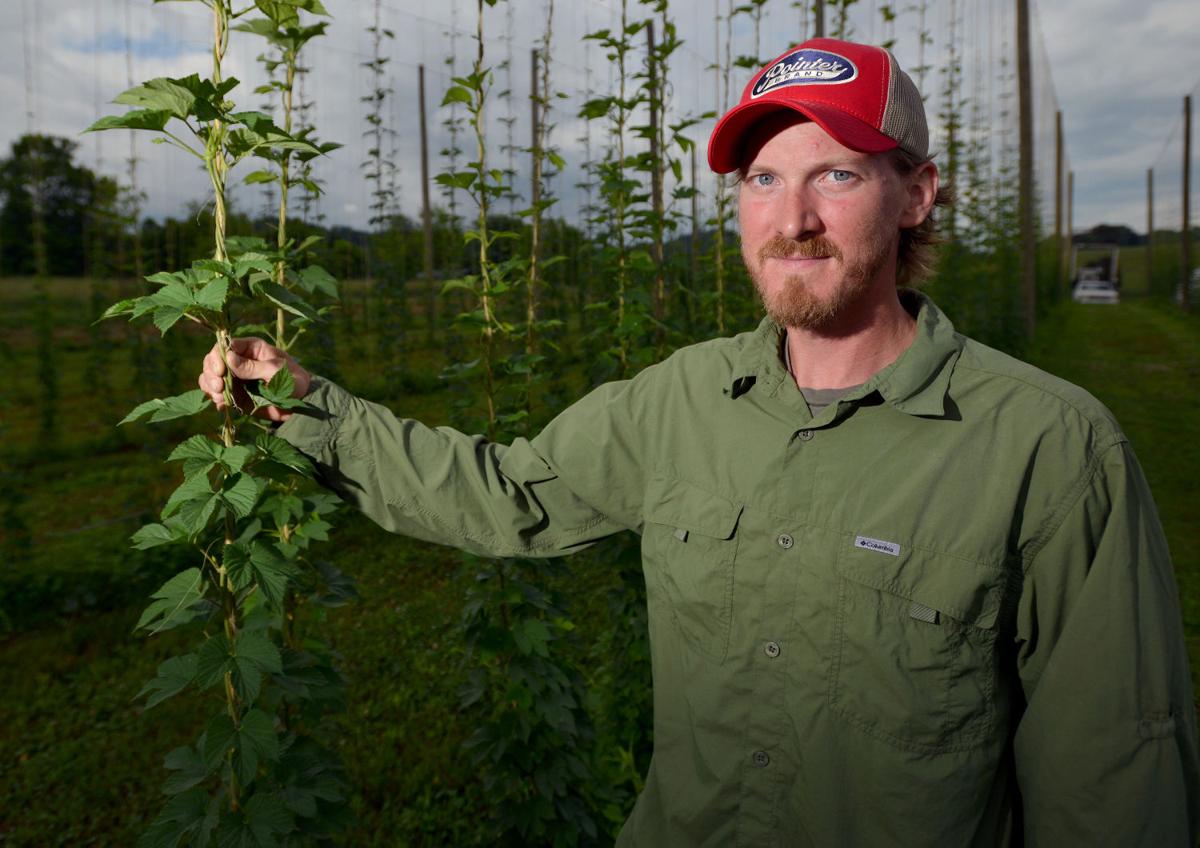 Piney Flats farm growing hops to support local breweries Latest