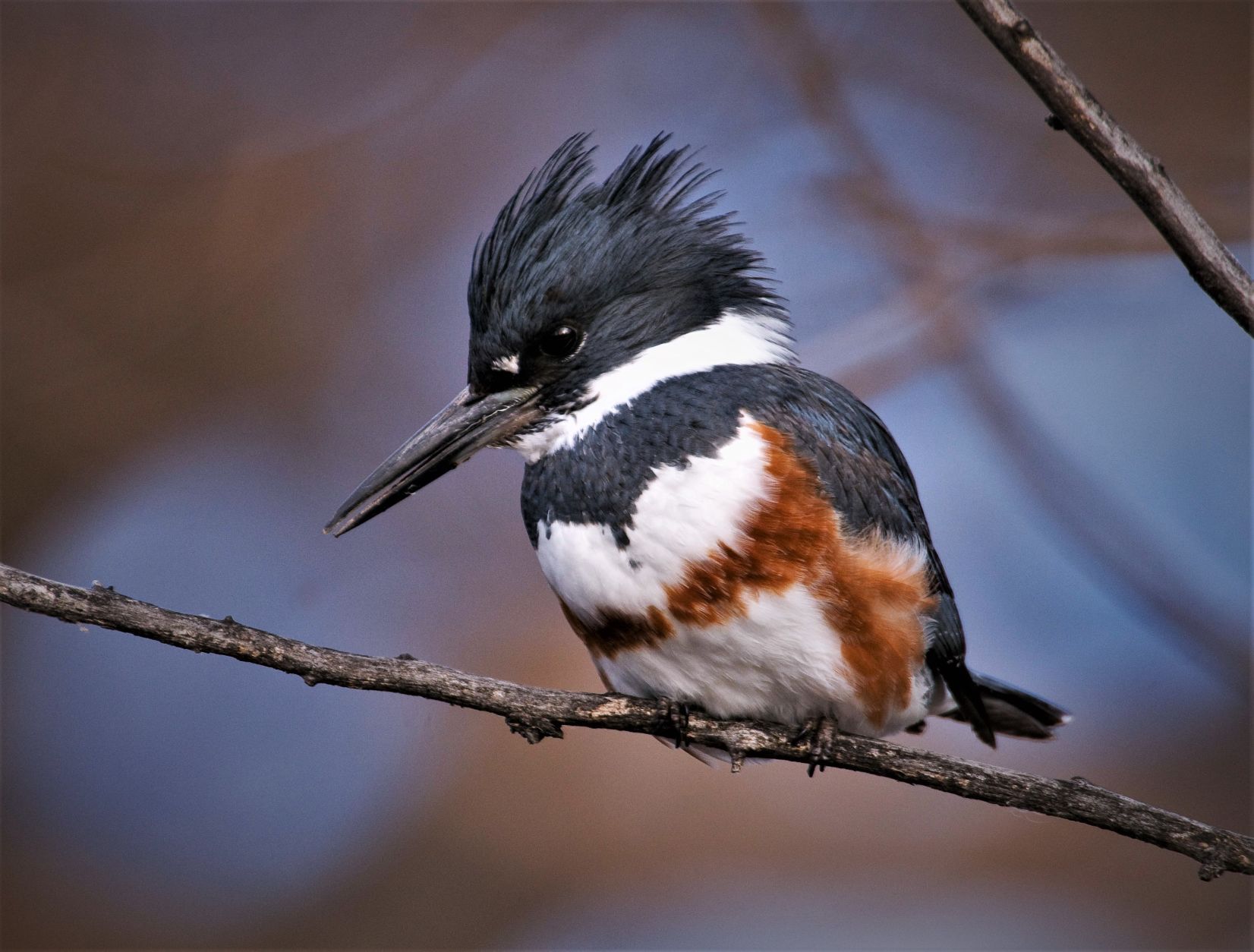 Deadly diver: Spare the rod, a kingfisher goes in beak first