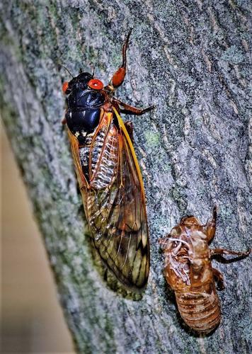 Brood X: When these cicadas’ time comes, you will hear it | Local News ...