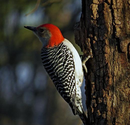 synonymordbog Jolly Boghandel Red-bellied woodpecker: Yes, that color is on its head, but let's get this  right | News | heraldledger.com