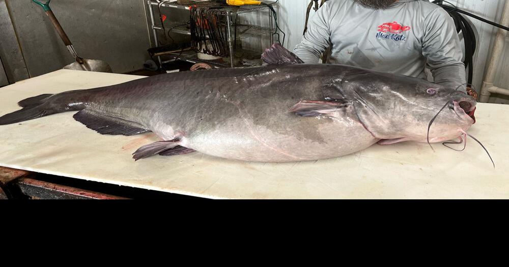 Record breaking catfish caught on Barkley Reservoir Uncategorized