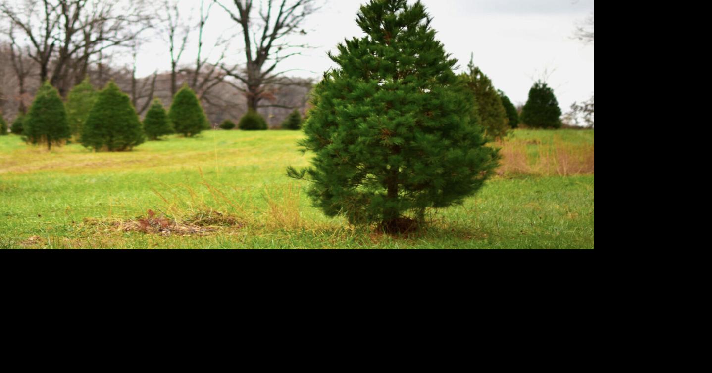 James Sanders Nursery reports improvement in Christmas tree stock