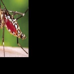 The North Morrow Vector Control District ballot measure is a buzzkill for diseased mosquitoes