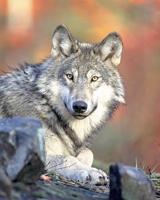 ODFW approves killing wolves in Umatilla County’s Horseshoe Pack