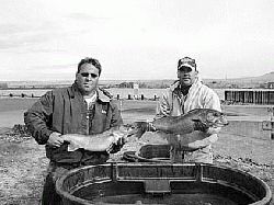 Super-sketchy ice spot, Columbia river giant, Massive crappie wins derby –  Target Walleye