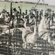 Hermiston History: Emu farm in Boardman riled up locals 25 years ago