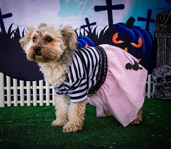 Miss Bella's Howl-O-Ween Pet Costume Contest winners