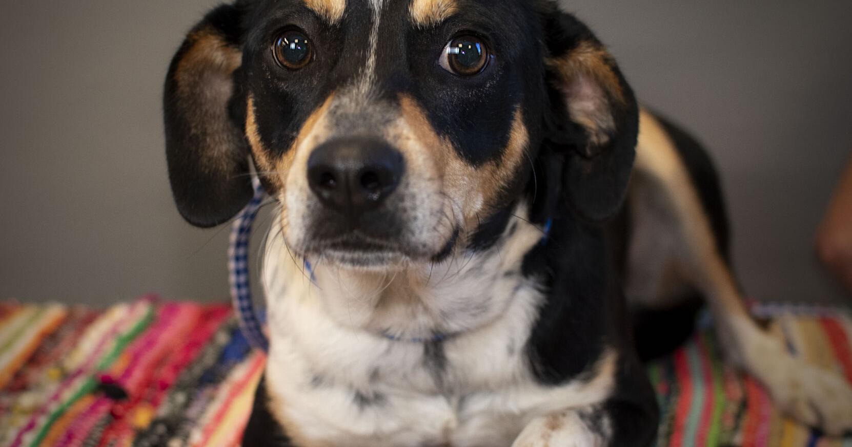 Cautious pup needs calm, loving home - Vimarsana News