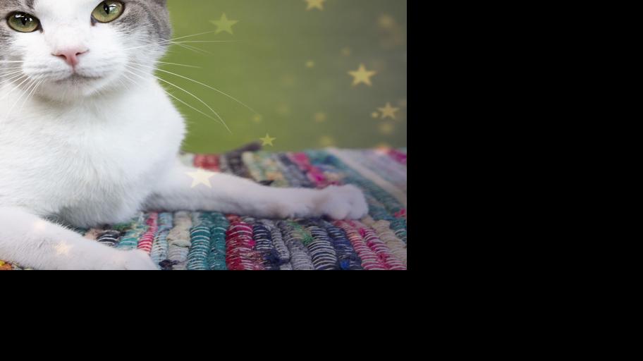 Pets Of The Week Sept 4 News Hickoryrecord Com