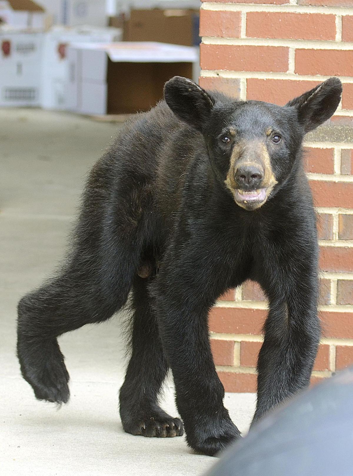 Beware Of Bear Young Black Bear Wanders Into Downtown Hickory Latest Headlines Hickoryrecord Com Beware Of Bear Young Black Bear Wanders Into Downtown Hickory Latest Headlines Hickoryrecord Com