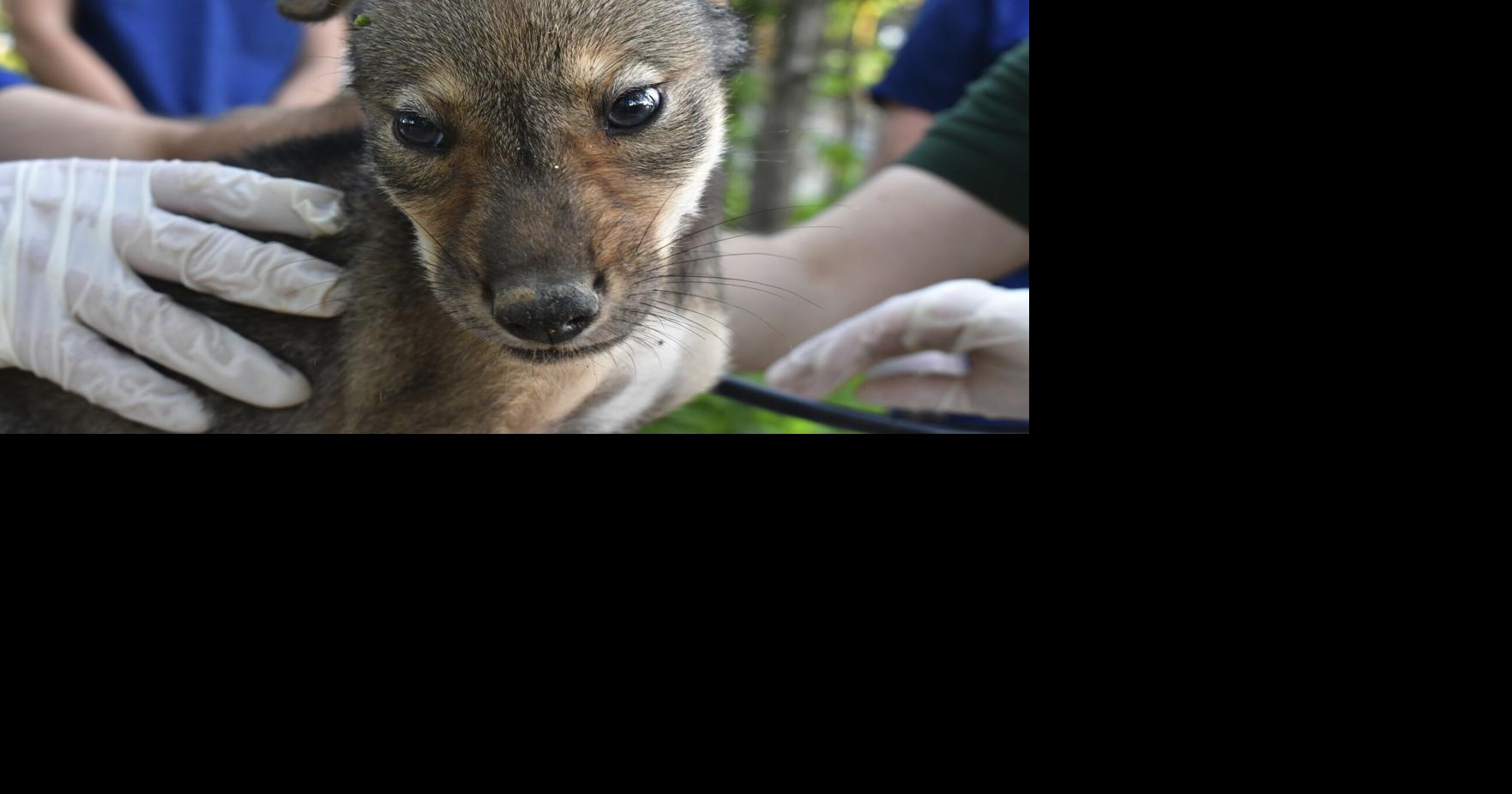 Red wolf recovery sees boost as four litters born in eastern North Carolina