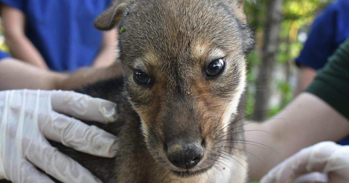 Red wolf recovery sees boost as four litters born in eastern North Carolina