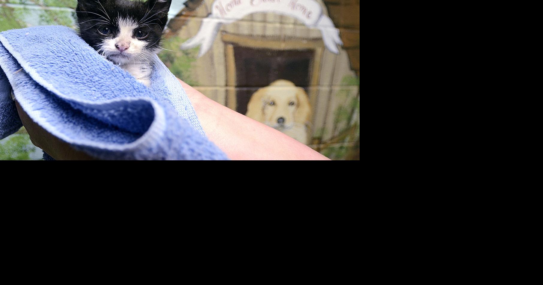 Cat that survived Caldwell County crash on the mend from broken leg