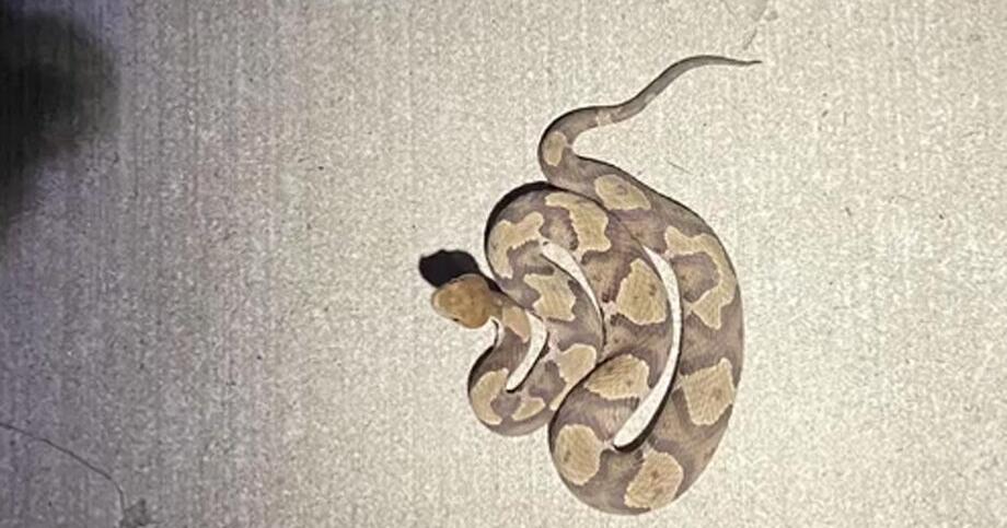 How do you treat a copperhead snake bite? - Vimarsana News