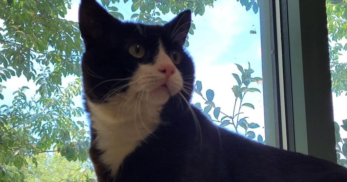Pets of the week, July 27 - Vimarsana News