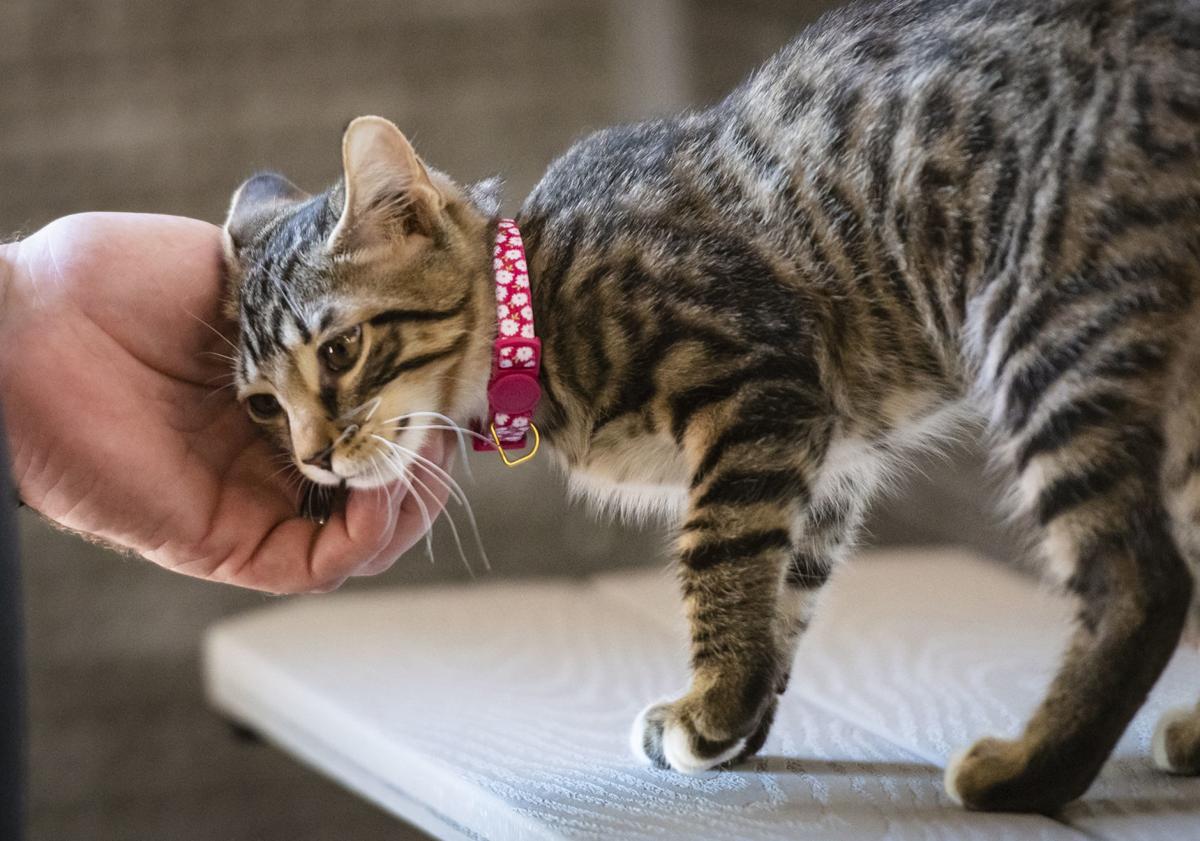 Cat cafe opens in Winston Salem with nine kittens ready to Cat cafe opens in Winston Salem with nine kittens ready to