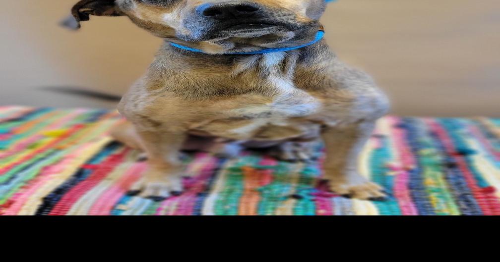 Sweet Max and gentle Jingle