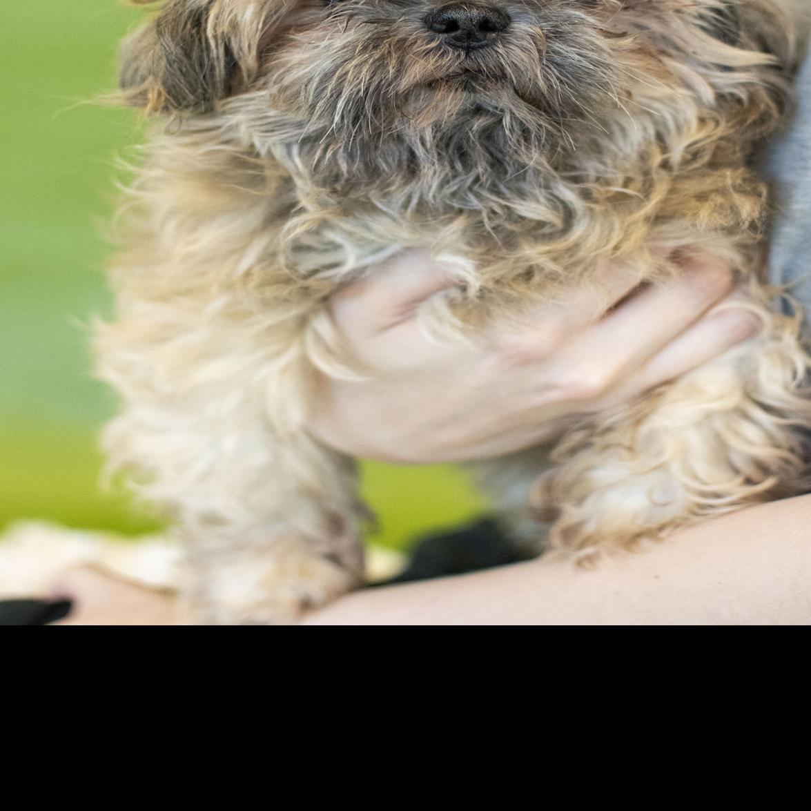 Pets Of The Week May 13 Gallery Hickoryrecord Com