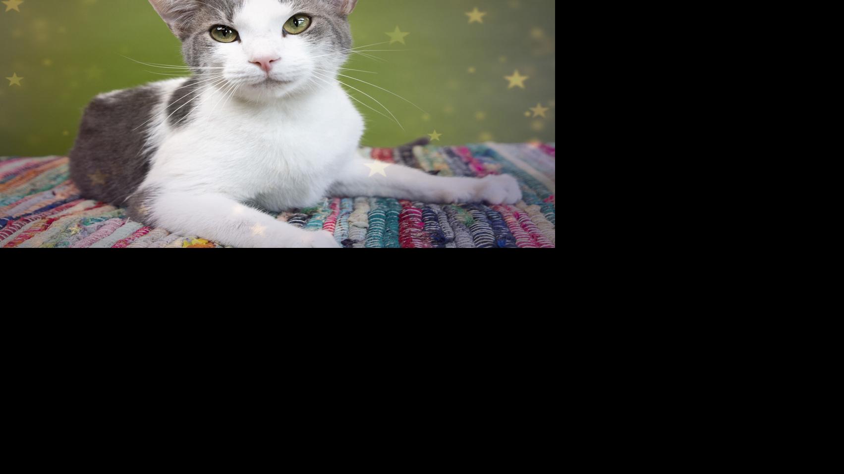 Pets Of The Week Sept 4 Hickoryrecord Com