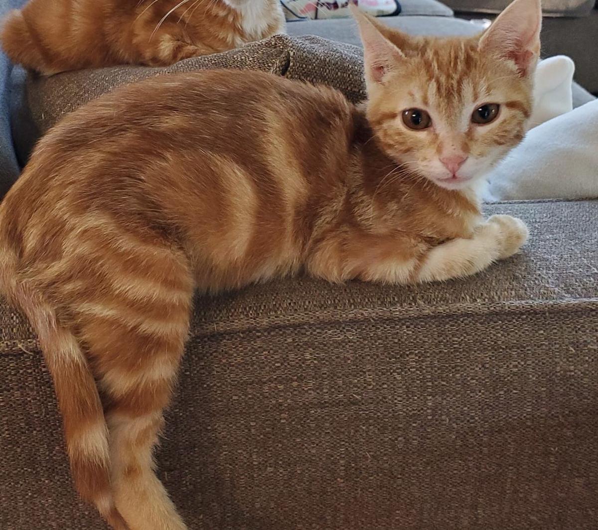 Pets Of The Week Sept 4 News Hickoryrecord Com