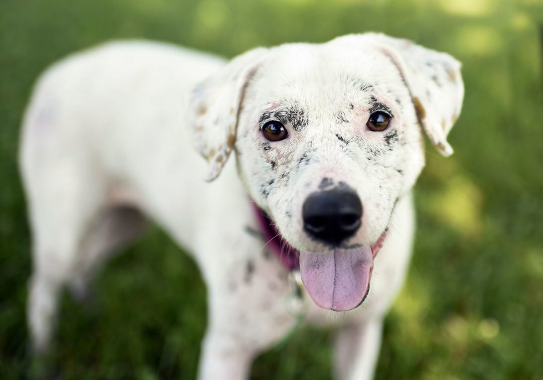 Pets Of The Week Sept 4 News Hickoryrecord Com