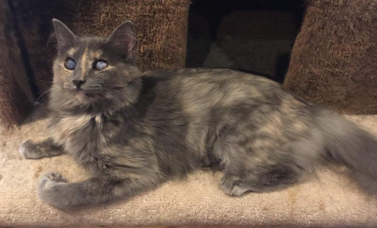 Pets Of The Week Sept 4 News Hickoryrecord Com