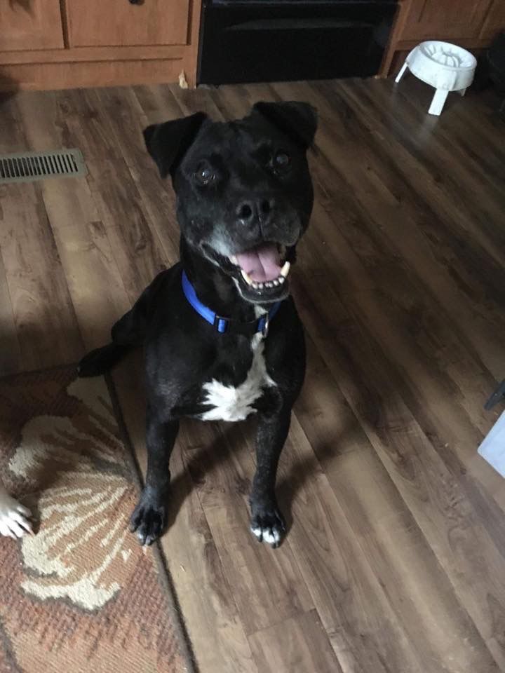 Pets Of The Week Sept 4 News Hickoryrecord Com