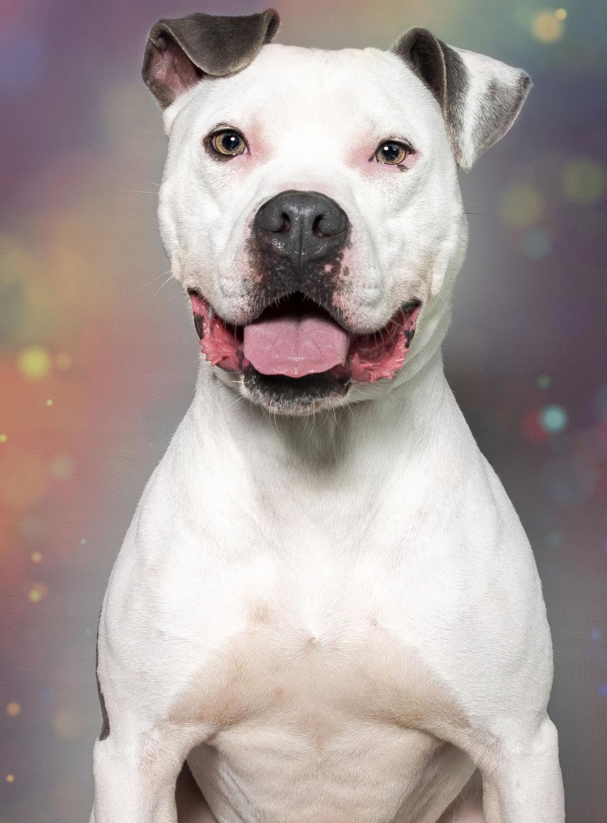 Pets Of The Week Sept 4 News Hickoryrecord Com
