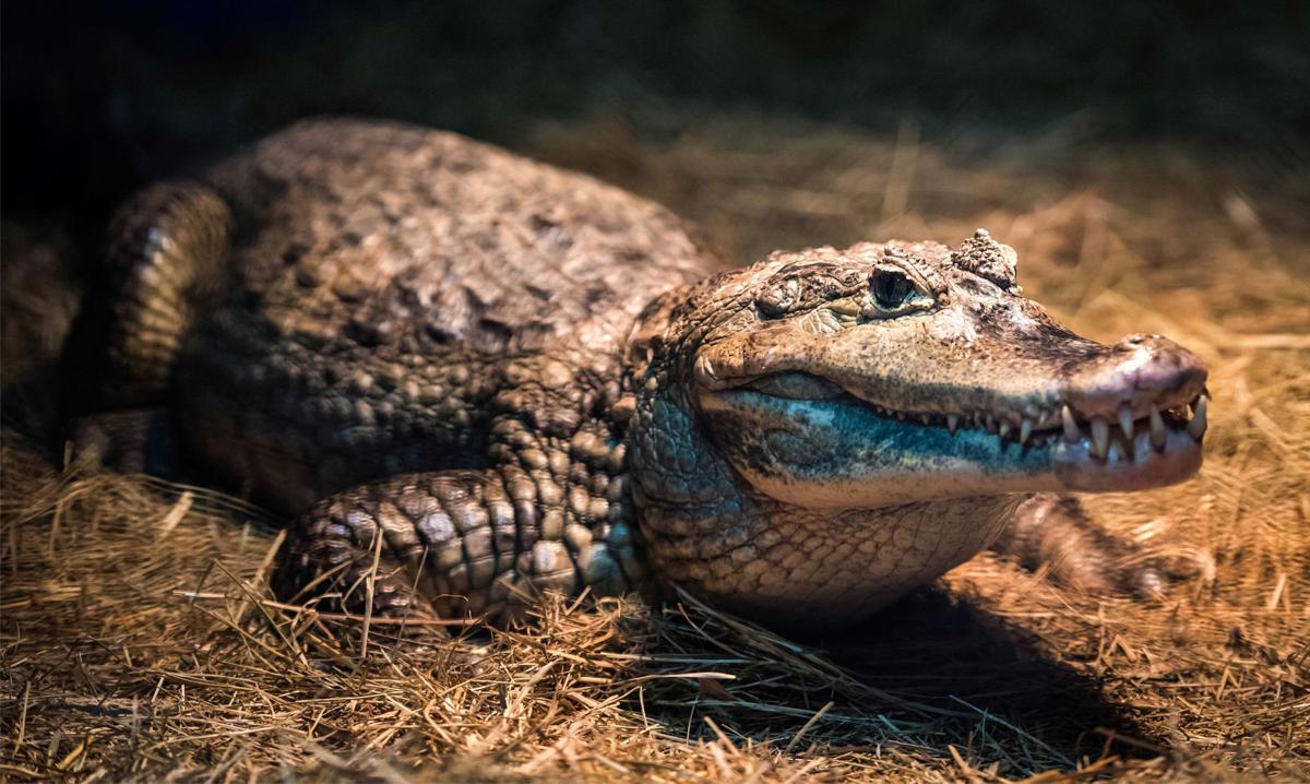 Reptile wrangler mulls plans to grow into a reptile zoo in Kernersville