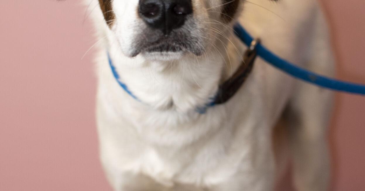Nervous pup needs dog companion to feel at ease; Easily-scared kitty sweet in calm environments - Vimarsana News
