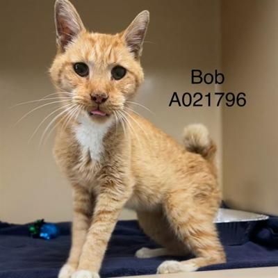 BOB