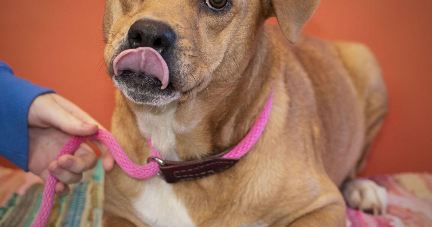 Shy dog, motherly cat ready to be adopted - Vimarsana News