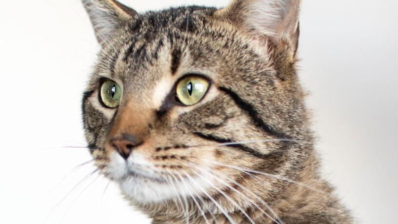 Pets of the week, May 5 - Vimarsana News