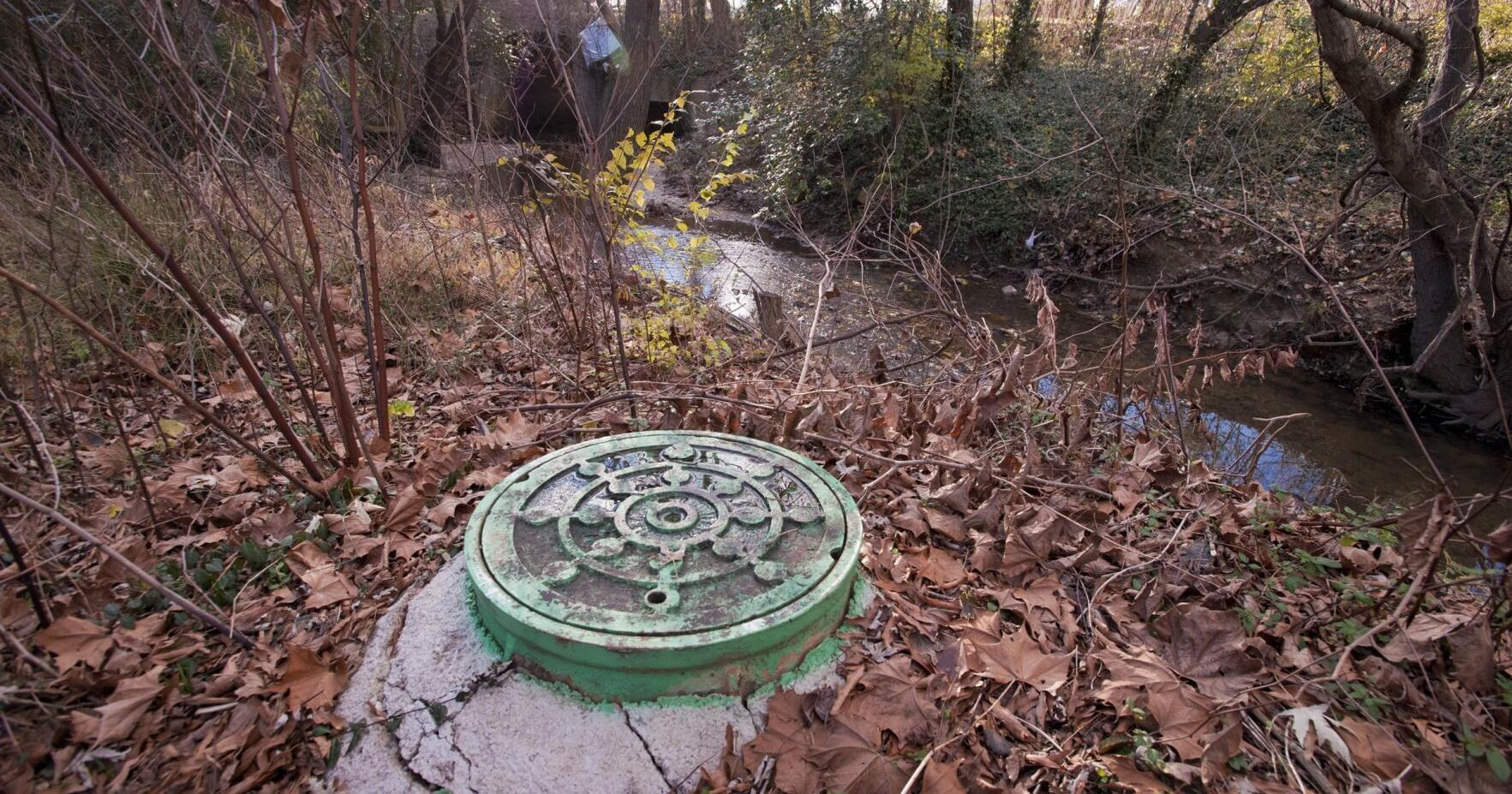 Fragments of bird flu virus found in Forsyth wastewater - Vimarsana News