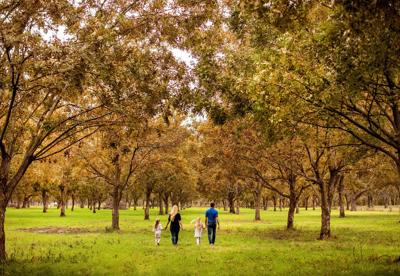 Cracking into pecan season with a second-generation grower
