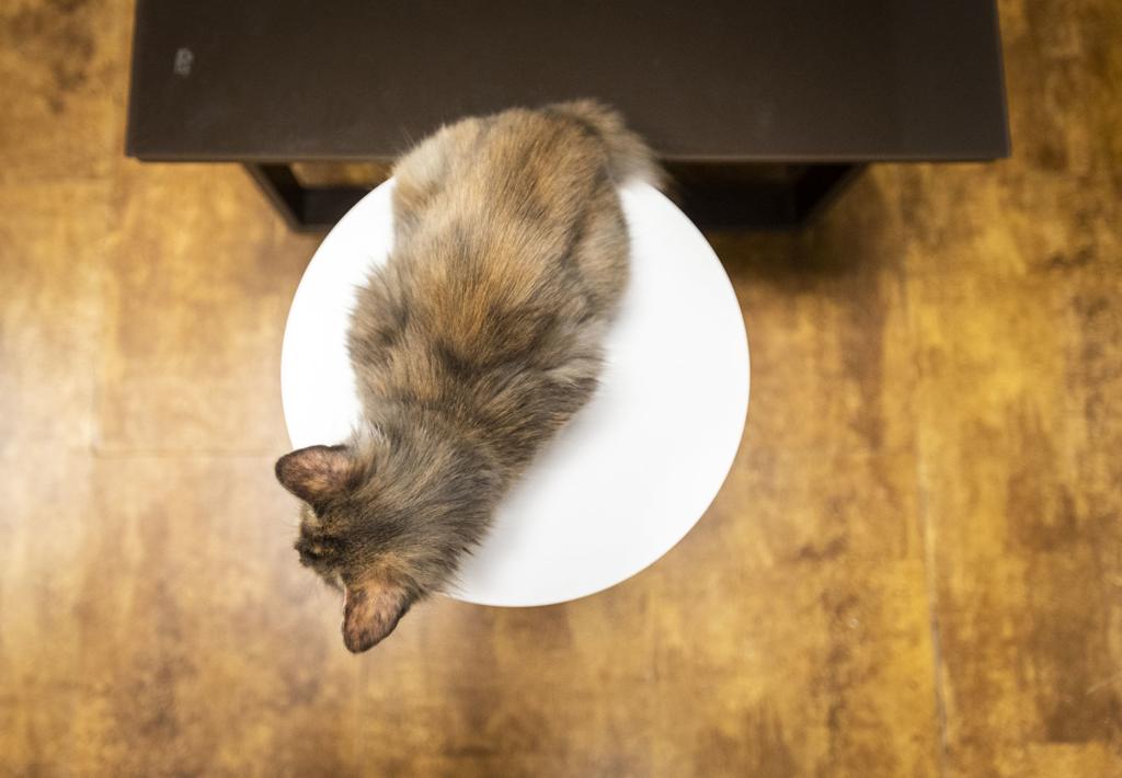 Photos Crooked Tail Cat Cafe Hickoryrecord Com