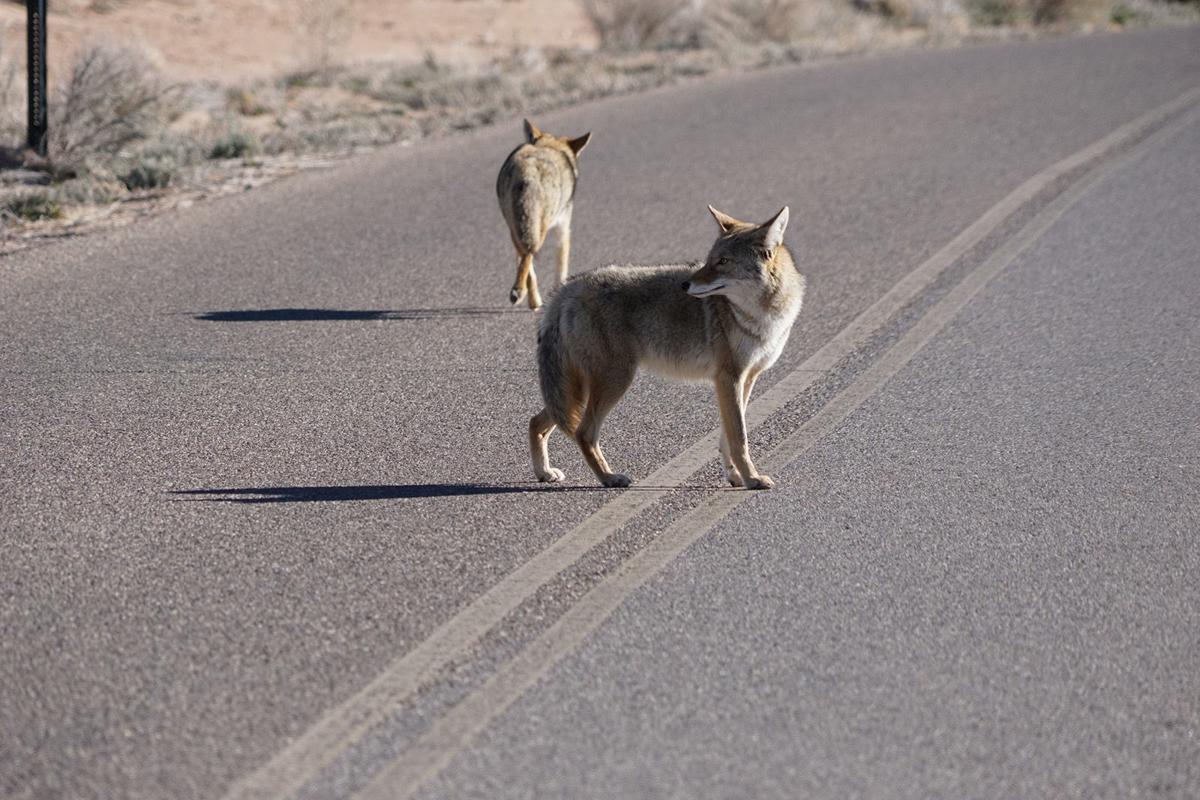 US-NEWS-COYOTES-CATS-SS-7-DMT