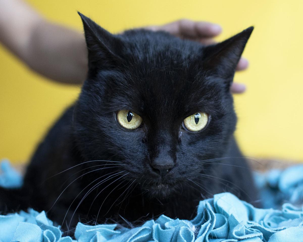 Pets Of The Week May 20 Gallery Hickoryrecord Com