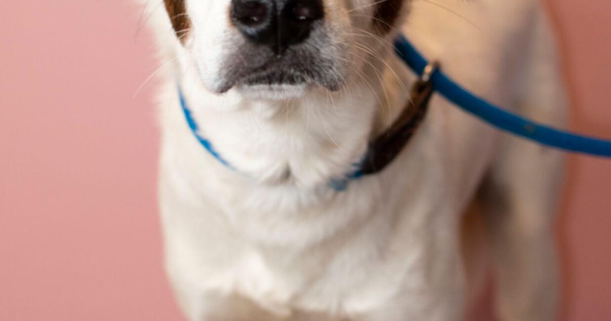 Nervous pup needs dog companion to feel at ease; Easily-scared kitty sweet in calm environments - Vimarsana News