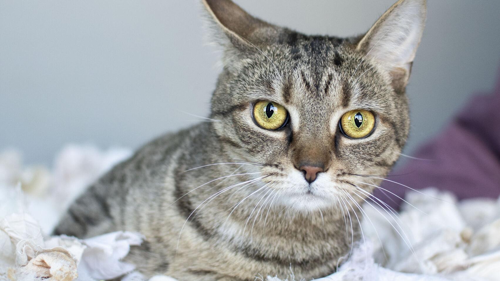 Pets of the week, Jan. 6 - Vimarsana News