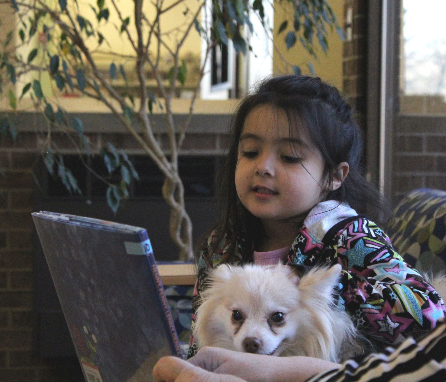 pomeranian therapy dog