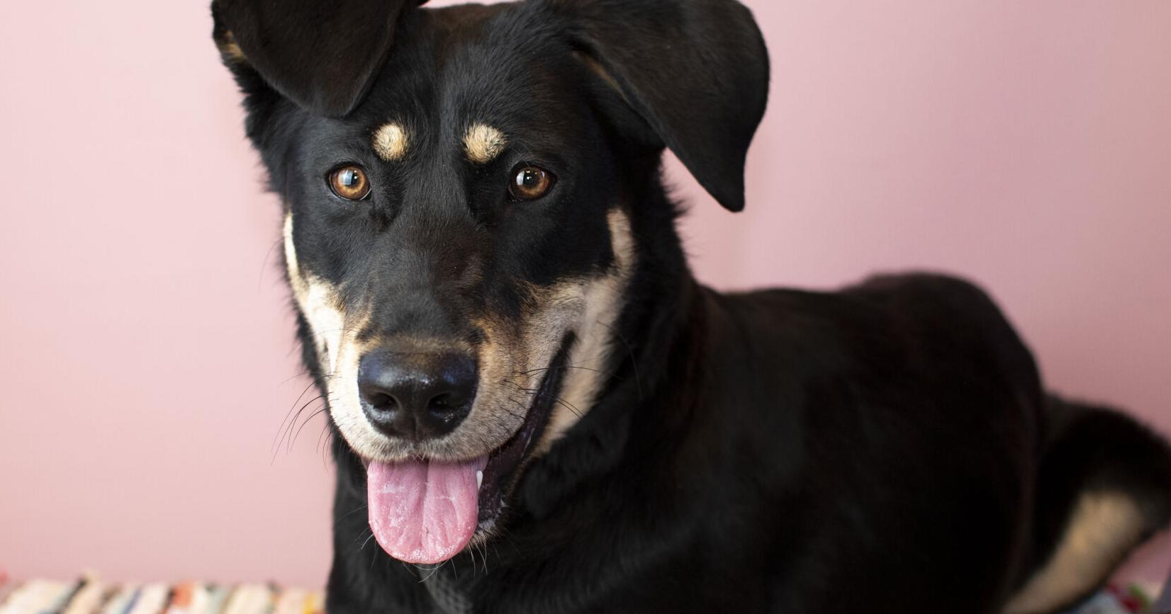 Pets of the week: Cat with half a tail, playful shepherd mix ready for new home - Vimarsana News
