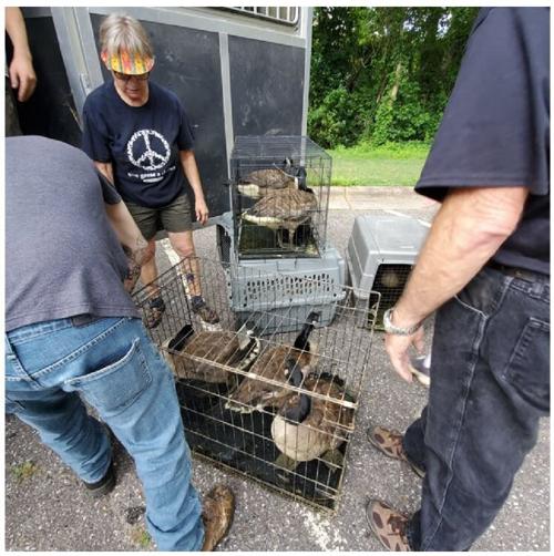 Birds are loaded into cages at Martin Luther King Jr. Park in Statesville after what was the fourth reported case of animal cruelty at the park according to Carolina Waterfoul Rescue.
