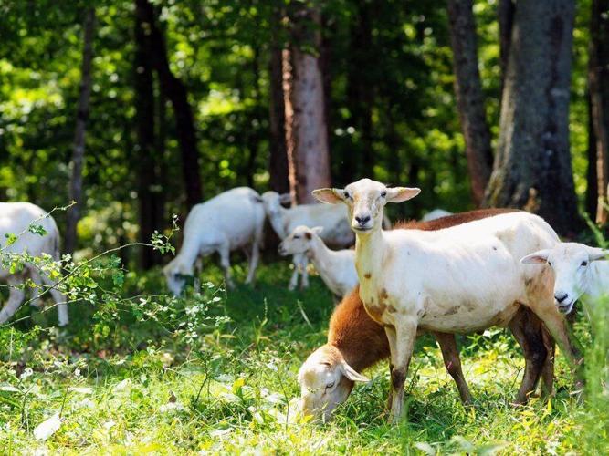 Gastronomic Bliss: Fresh Farm-to-Table Finds in the Blue Ridge