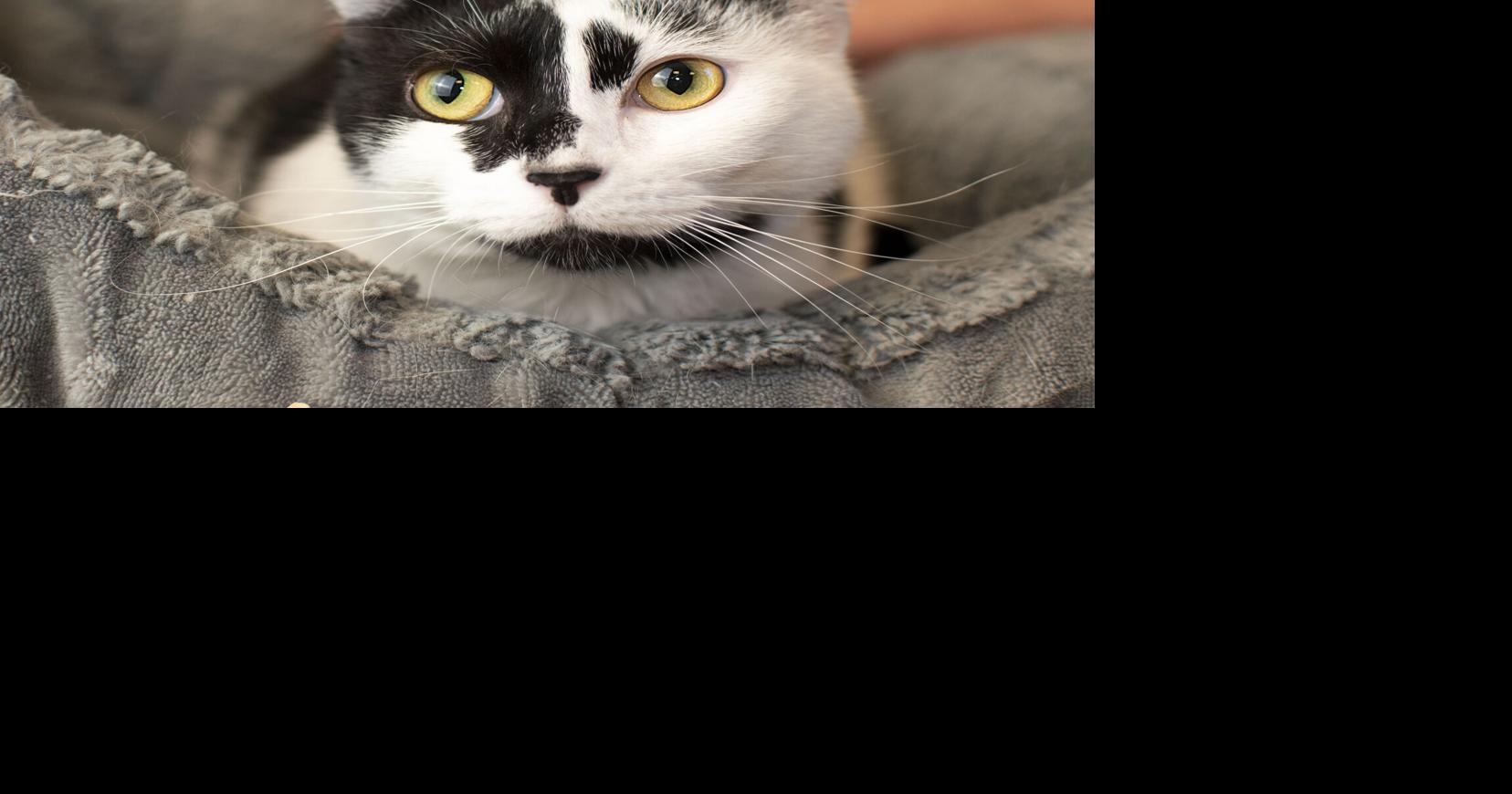 Goofy dog, laidback cat are pets of the week