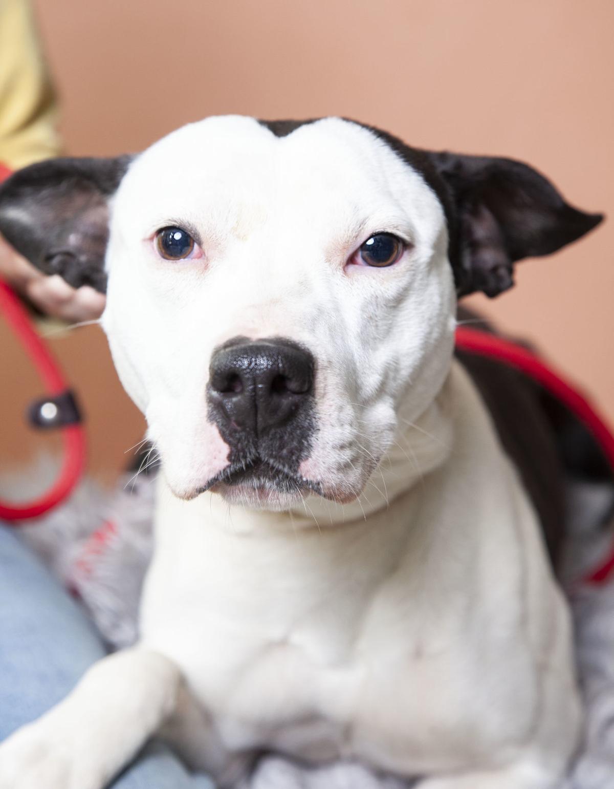 Pets Of The Week May 6 Gallery Hickoryrecord Com