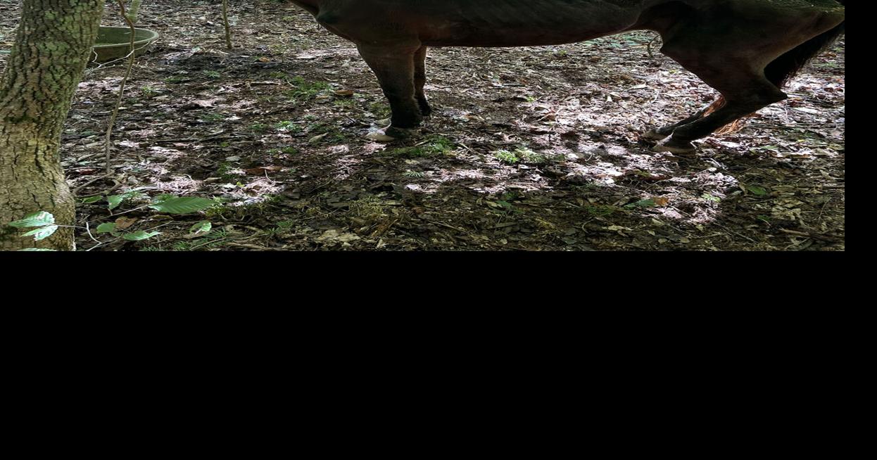 Caldwell County NC man charged with abusing animals