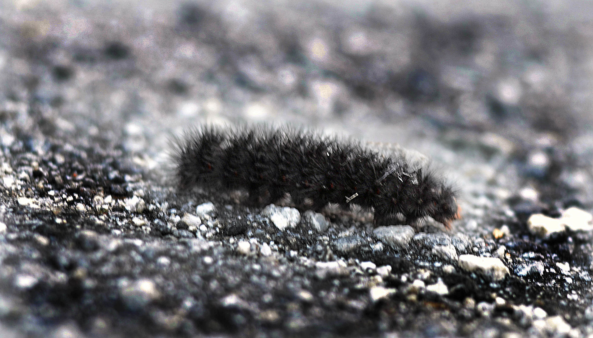 download black wooly worms