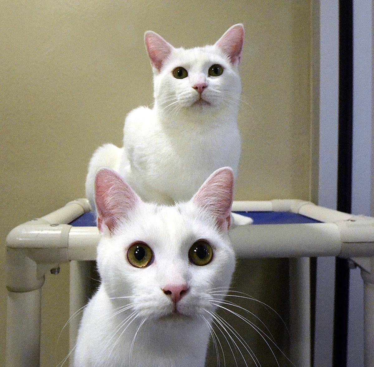 Shelter kills 87 cats Fears of highly contagious disease outbreak motivates euthanizations