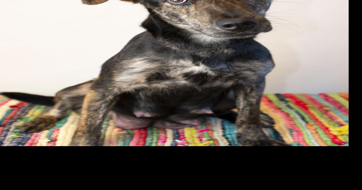 Easily-trained dog, speedy cat are pets of the week in Catawba County
